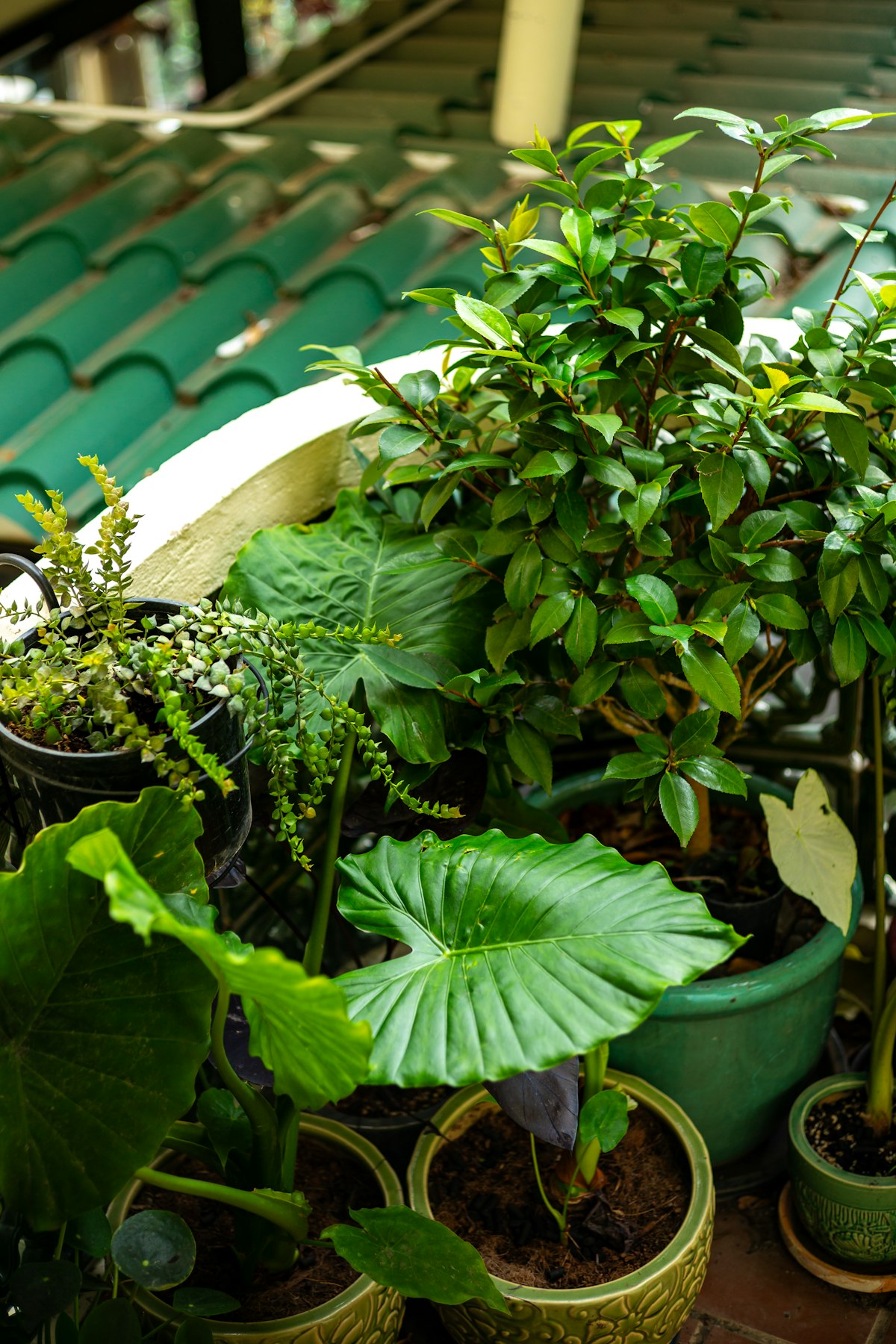 Cluster of lush green potted houseplants indoors