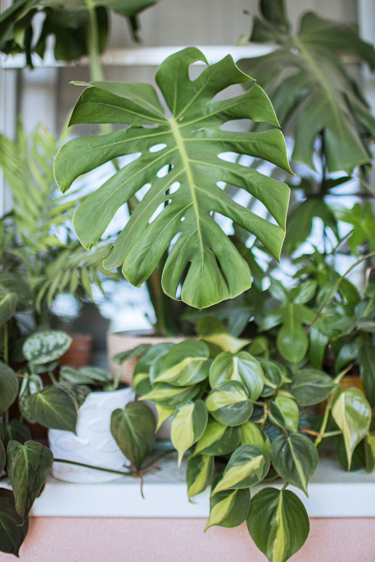 Monstera and tropical houseplants in pots by a window